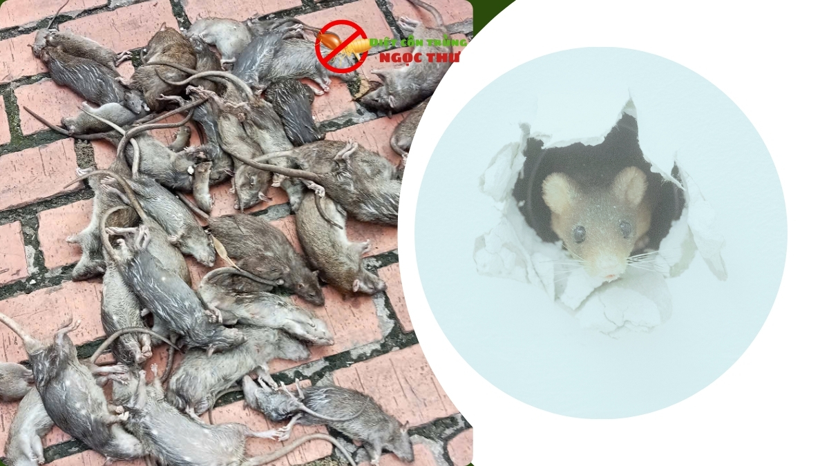 Dịch vụ diệt chuột tại nhà uy tín