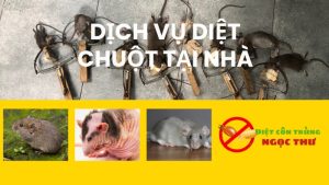 Dịch vụ diệt chuột tại nhà 2025