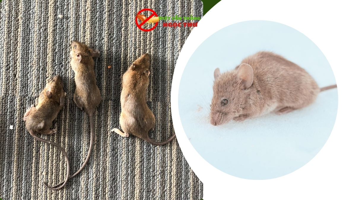 Công ty dịch vụ diệt chuột và côn trùng tại nhà uy tín