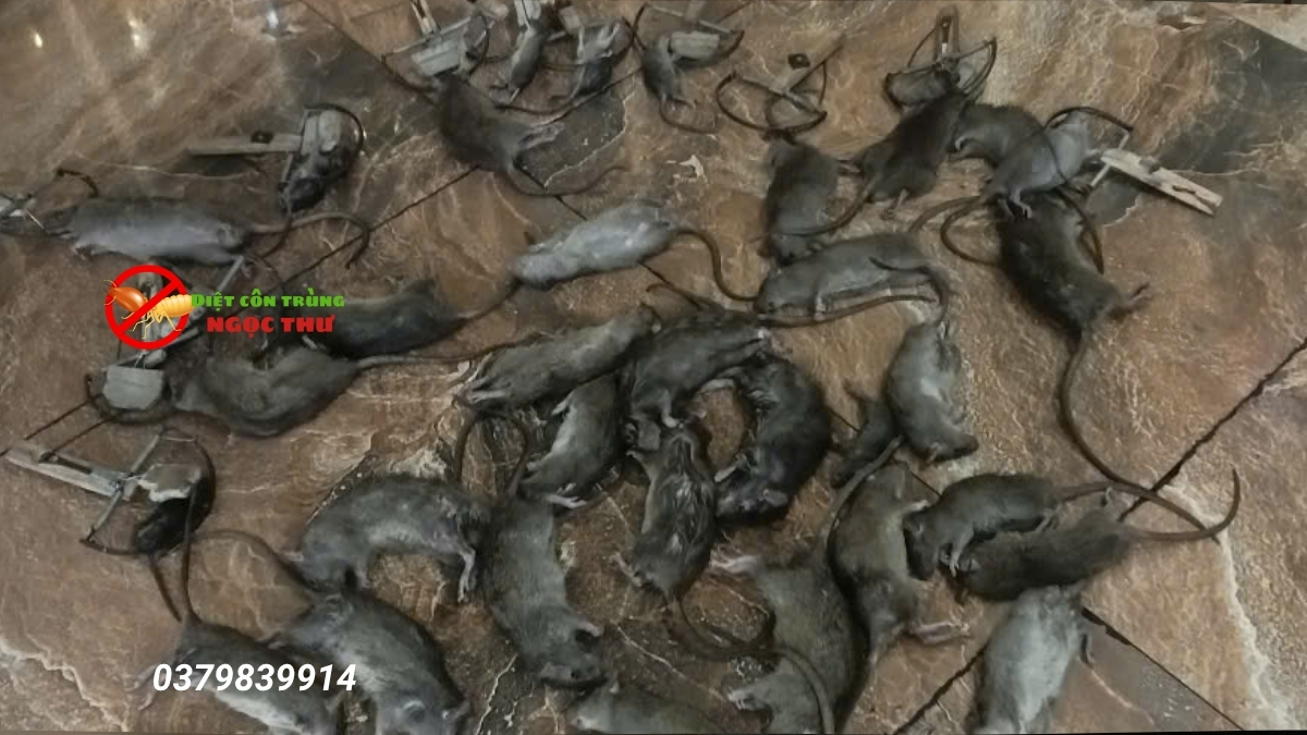 Dịch Vụ Diệt Chuột Tận Gốc Tại Bình Dương - Chuyên Nghiệp, Uy Tín 3 Dịch vụ diệt chuột tận gốc tại bình dương an toàn, hiệu quả,chuyên nghiệp