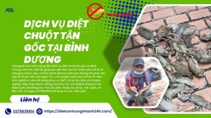 Dịch vụ diệt chuột tận gốc tại bình dương