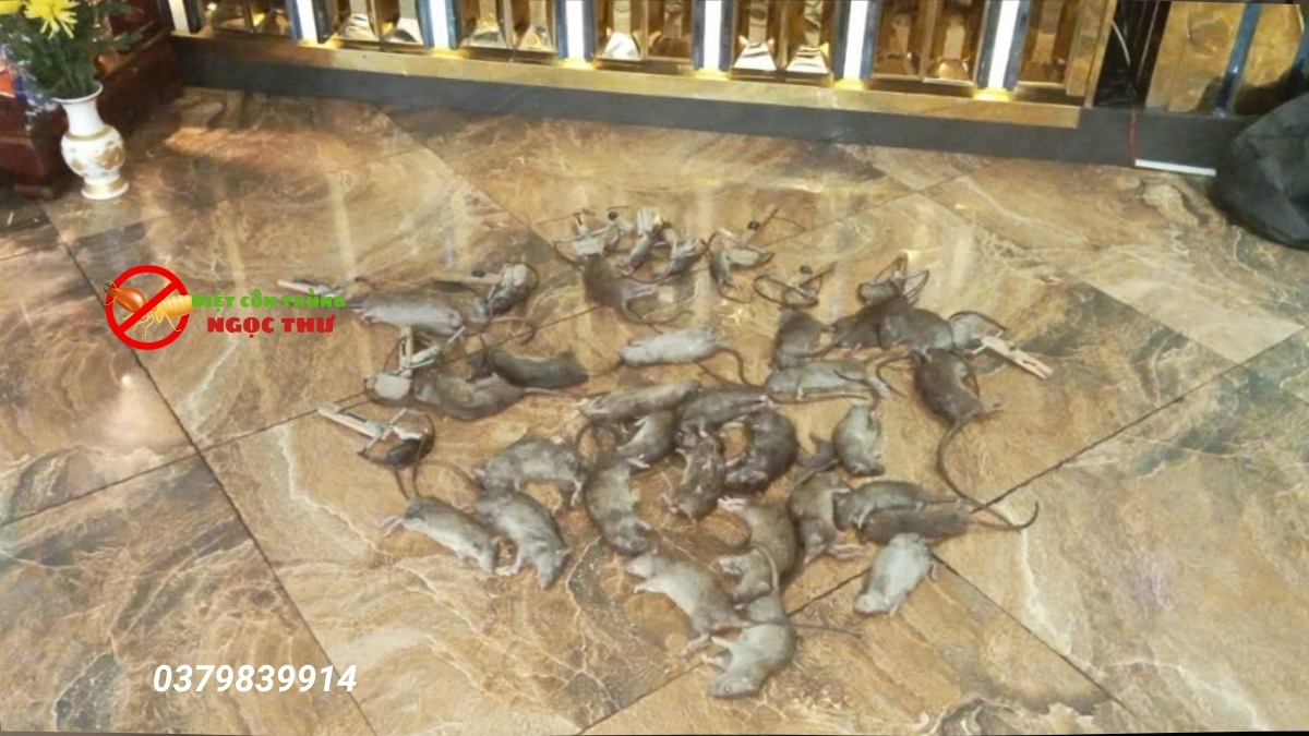 Dịch Vụ Diệt Chuột Tận Gốc Tại Bình Dương - Chuyên Nghiệp, Uy Tín 2 Dịch vụ diệt chuột tận gốc tại bình dương an toàn, hiệu quả