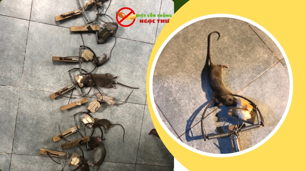 Dịch vụ diệt chuột thủ đức