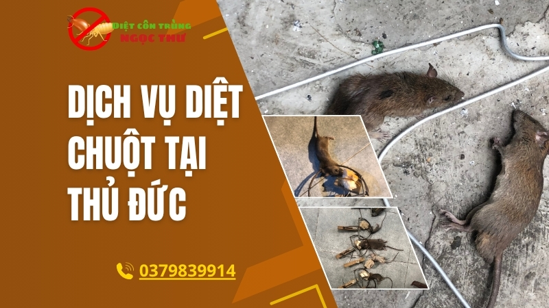 Dịch vụ diệt chuột thủ đức
