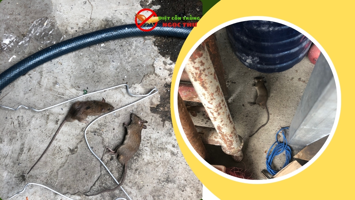 Dịch vụ diệt chuột thủ đức giá rẻ