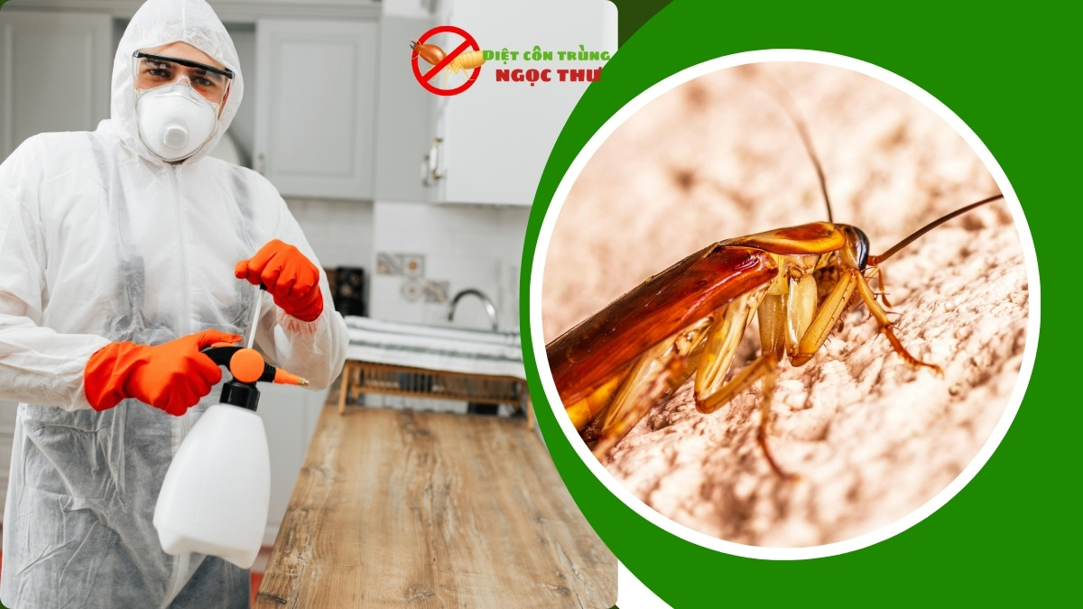 Dịch vụ diệt gián chuyên nghiệp TPHCM - Sđt: 0379839914 1 Dịch vụ diệt gián chuyên nghiệp tại tphcm