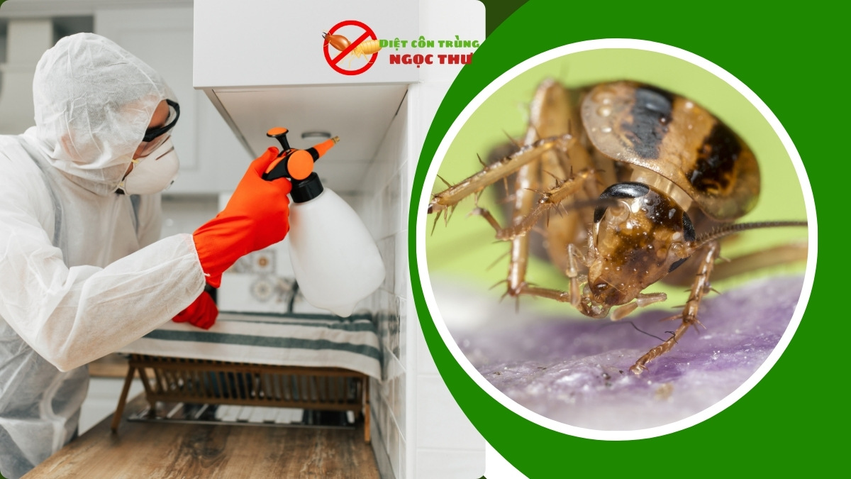 Dịch vụ diệt gián chuyên nghiệp TPHCM - Sđt: 0379839914 2 Dịch vụ diệt gián chuyên nghiệp tại tphcm giá rẻ