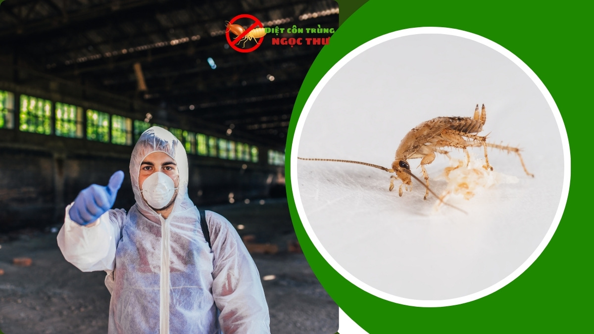 Dịch vụ diệt gián chuyên nghiệp TPHCM - Sđt: 0379839914 3 Công ty dịch vụ diệt gián chuyên nghiệp tại tphcm giá rẻ