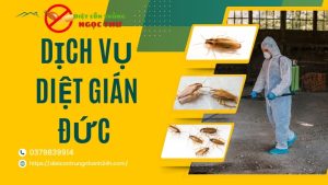 Dịch vụ diệt gián đức tại tphcm