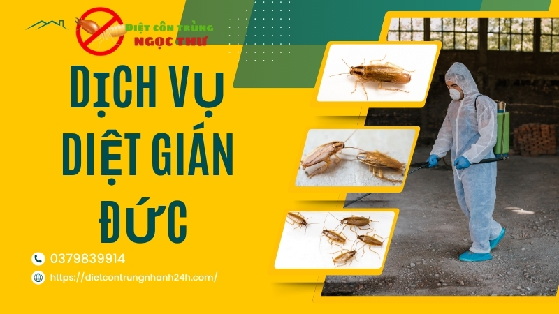 Dịch vụ diệt gián đức tại tphcm