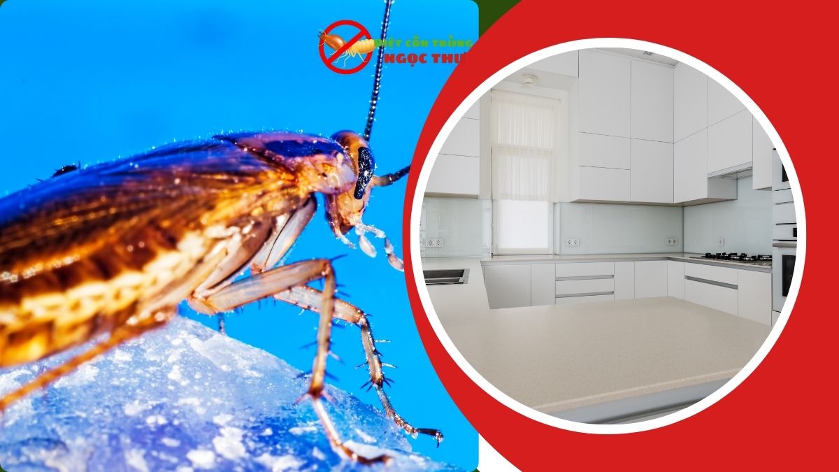 Dịch Vụ Diệt Gián Đức TPHCM 【Nói Không Với Gián, Nói Có Với Bình Yên】 3 Dịch vụ diệt gián đức tận gốc tại tphcm