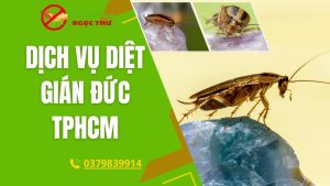 Dịch vụ diệt gián đức tại tphcm