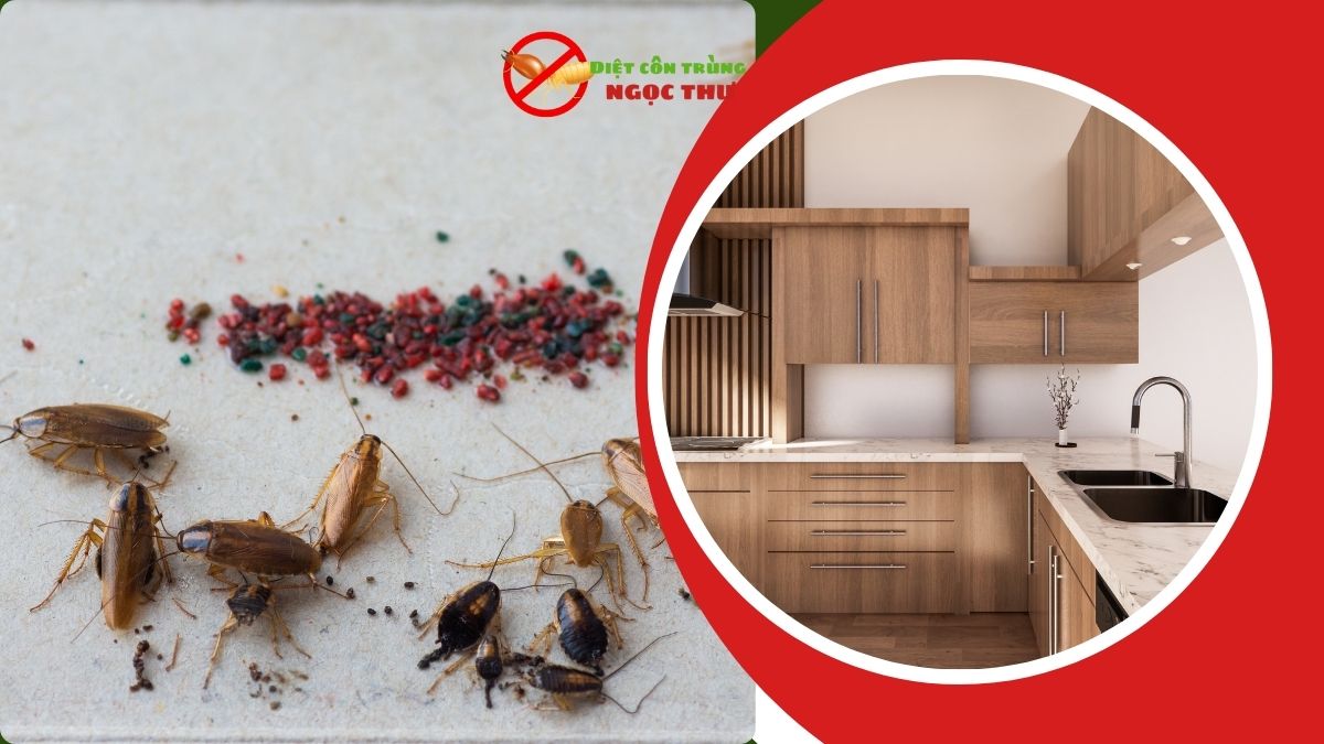 Dịch Vụ Diệt Gián Đức TPHCM 【Nói Không Với Gián, Nói Có Với Bình Yên】 2 Dịch vụ diệt gián đức tại tphcm giá rẻ