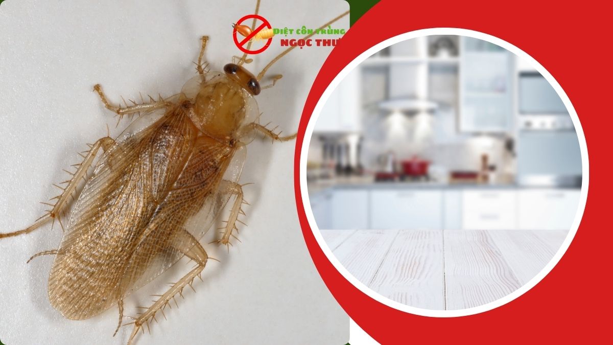 Dịch Vụ Diệt Gián Đức TPHCM 【Nói Không Với Gián, Nói Có Với Bình Yên】 1 Dịch vụ diệt gián đức tại tphcm