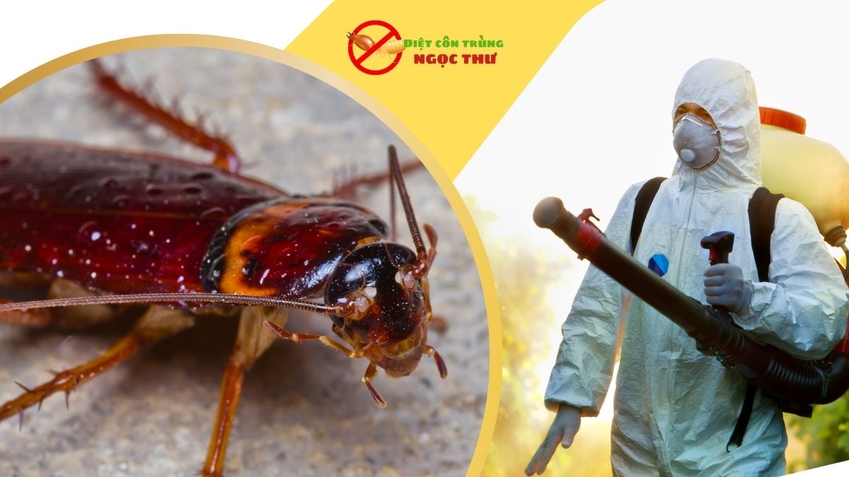 Dịch Vụ Diệt Gián Quận 1: An Toàn - Tận Gốc 3 Dịch vụ diệt gián quận 1 uy tín