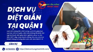 Dịch vụ diệt gián quận 1. an toàn, tận gốc - Ngọc Thư