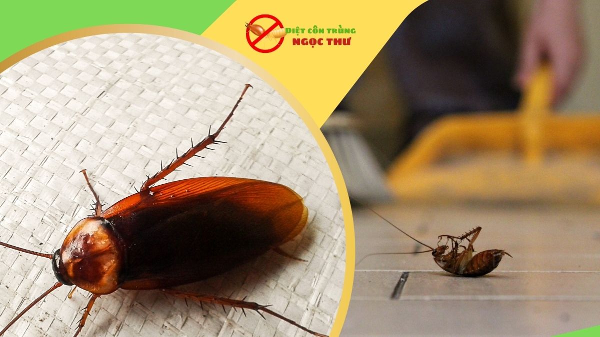 Dịch Vụ Diệt Gián Quận 1: An Toàn - Tận Gốc 2 Dịch vụ diệt gián quận 1