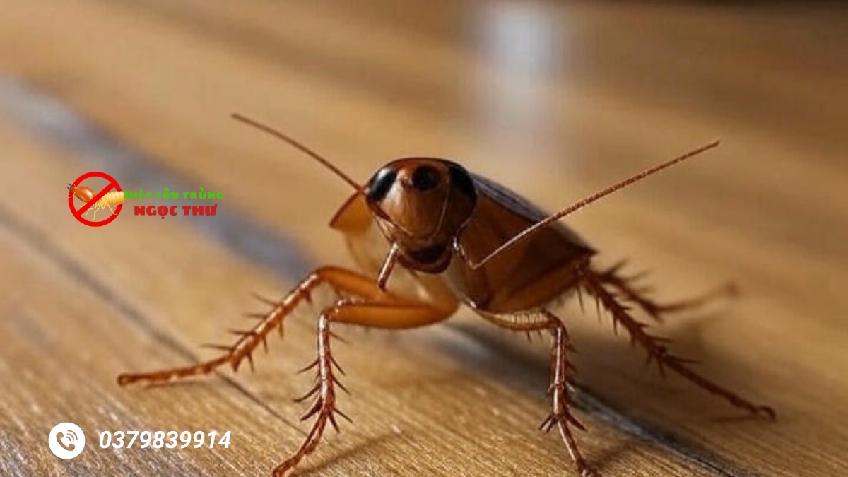 Dịch Vụ Diệt Gián Quận 3 【Ưu Đãi To Cho Nhà Hàng, Quán Ăn】 1 Dịch vụ diệt gián quận 3