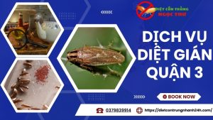 Dịch vụ diệt gián tại quận 3