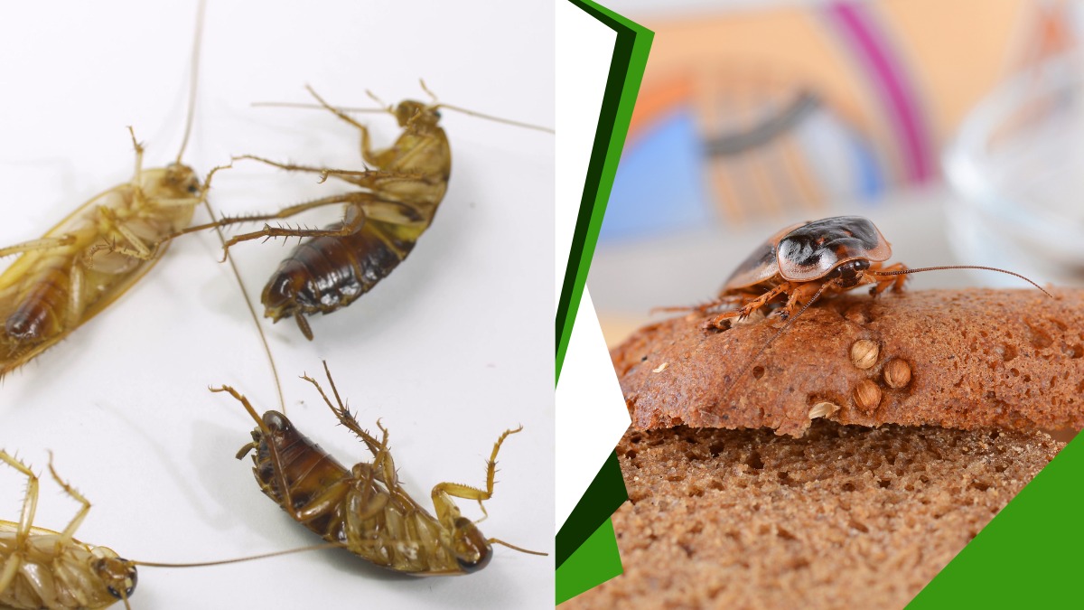 Dịch Vụ Diệt Gián Quận 3 【Ưu Đãi To Cho Nhà Hàng, Quán Ăn】 2 Dịch vụ diệt gián quận 3 giá rẻ