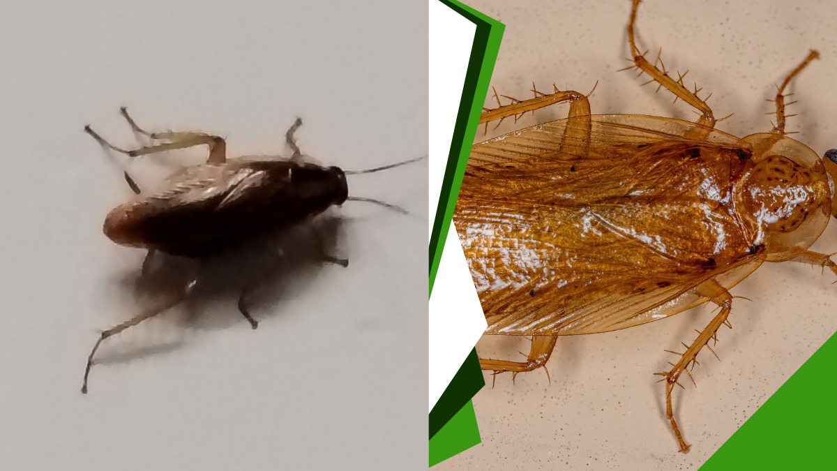 Dịch Vụ Diệt Gián Quận 3 【Ưu Đãi To Cho Nhà Hàng, Quán Ăn】 3 Công ty dịch vụ diệt gián quận 3 giá rẻ