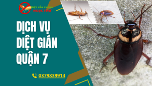 Dịch vụ diệt gián quận 7
