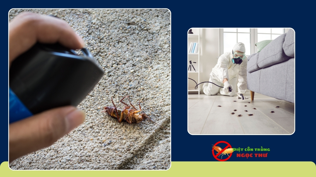 Dịch vụ diệt gián quận 7 chuyên nghiệp