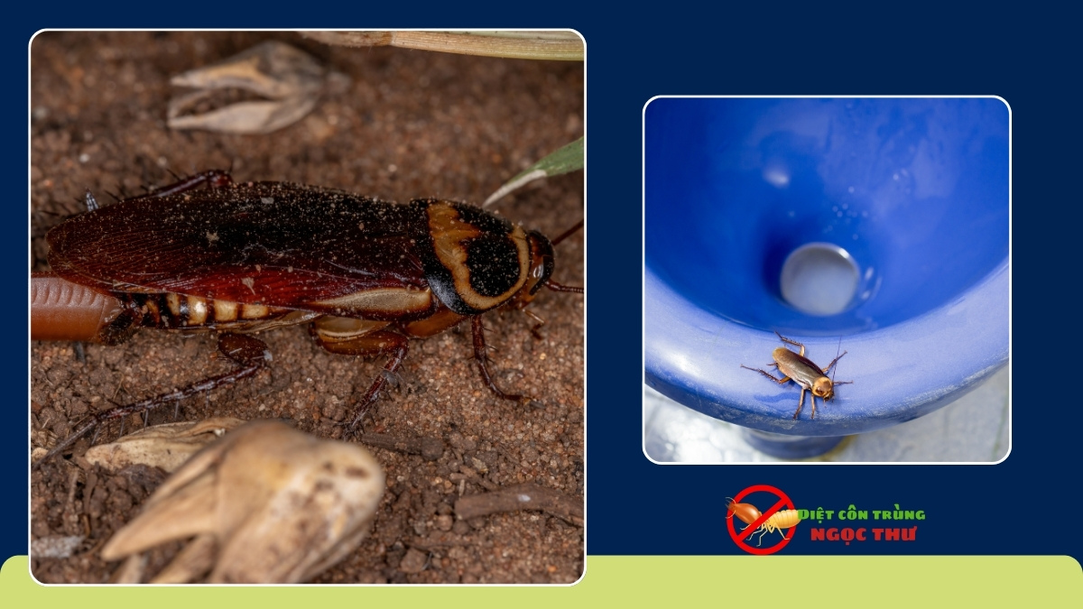 Dịch vụ diệt gián quận 7 hiệu quả