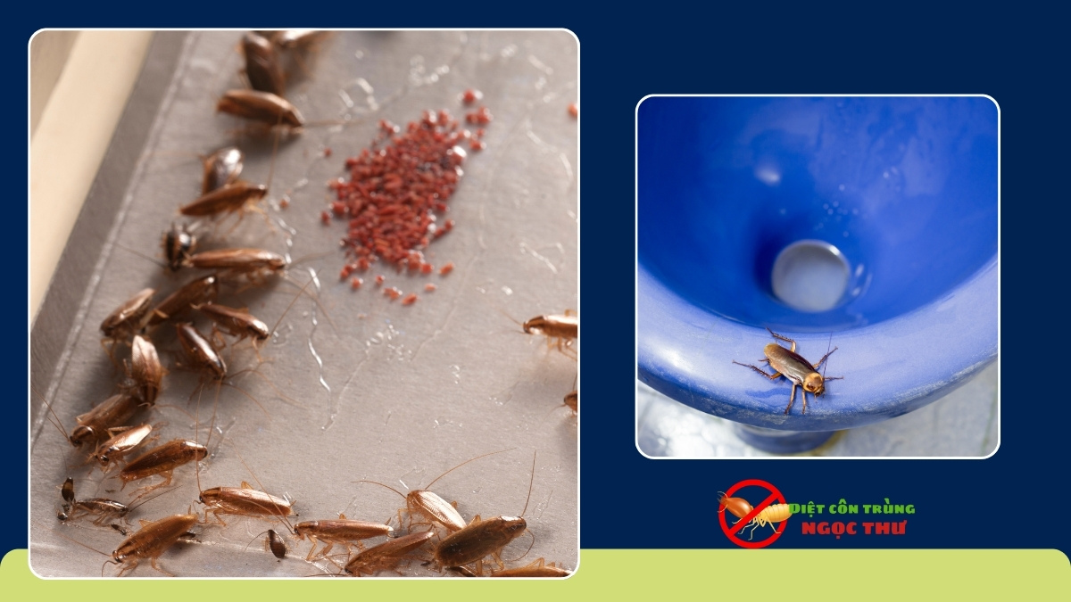 Dịch vụ diệt gián quận 7 an toàn