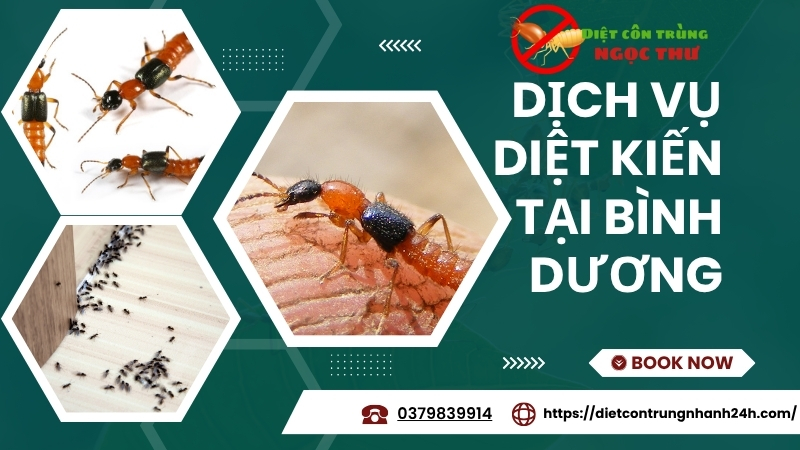 Dịch vụ diệt kiến