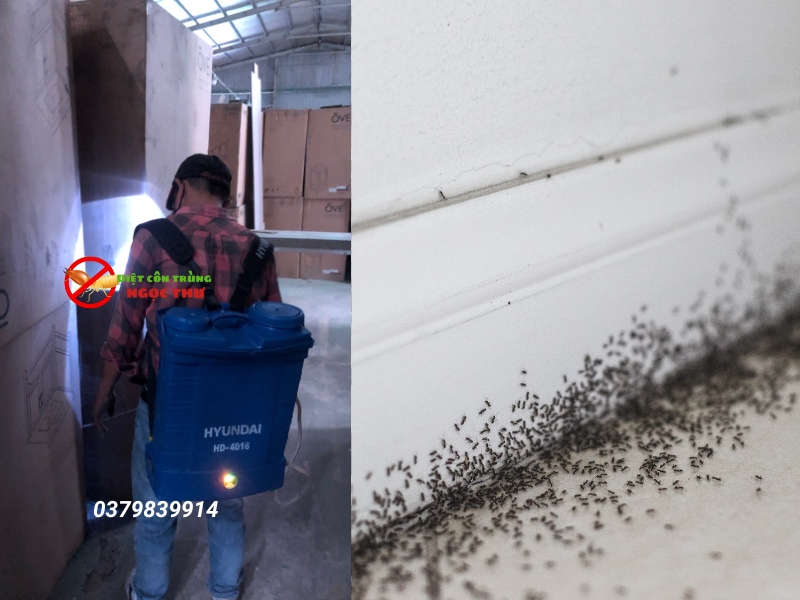 Công ty dịch vụ diệt kiến tại nhà Ngọc Thư