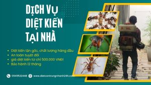 Dịch vụ diệt kiến tại nhà Ngọc Thư
