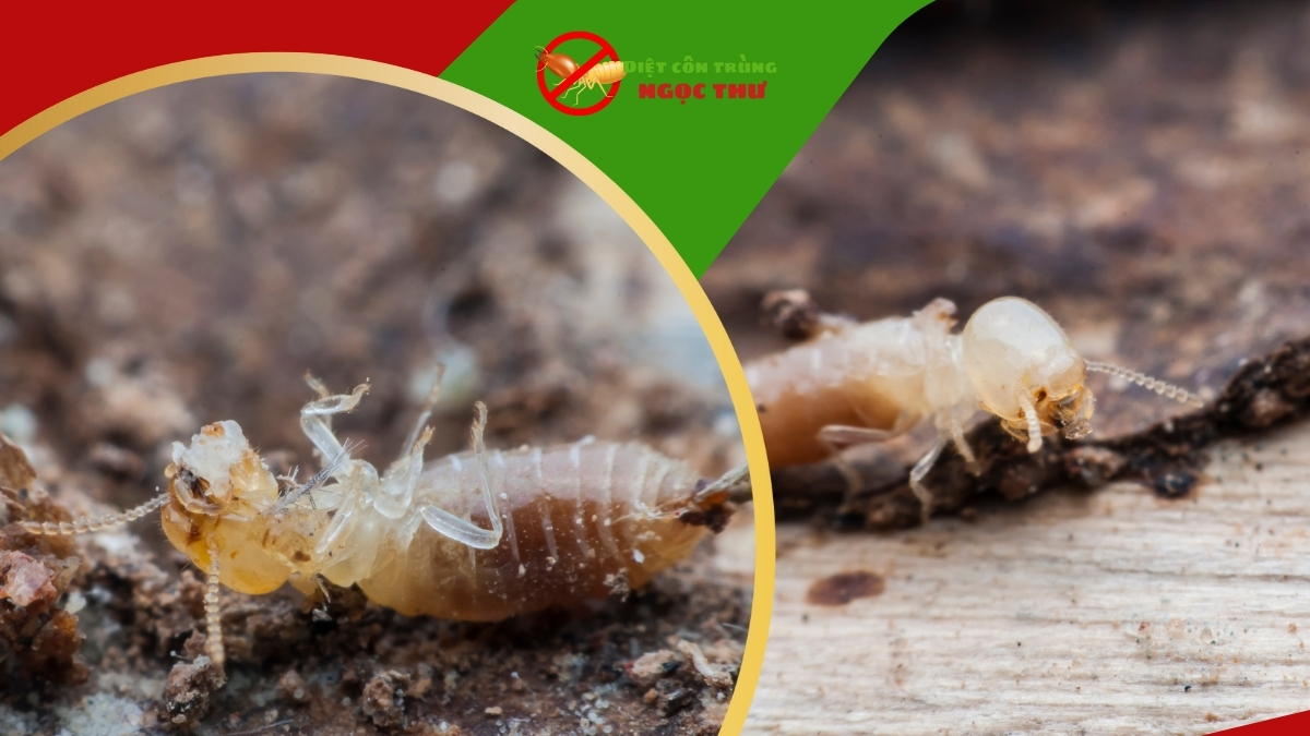 Dịch vụ diệt mối bình thạnh