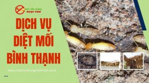 Dịch vụ diệt mối bình thạnh
