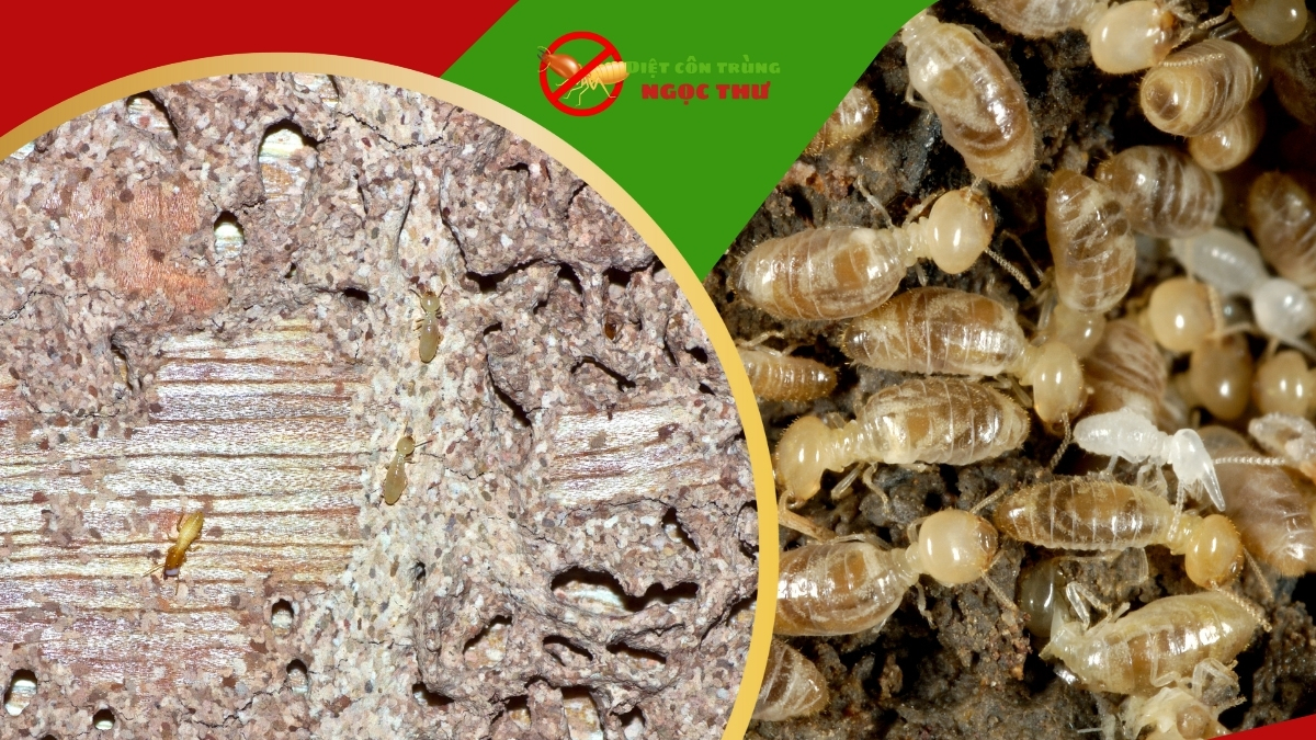 Dịch vụ diệt mối tận gốc bình thạnh