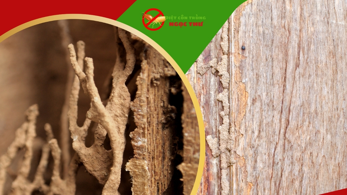 Dịch vụ diệt mối tận gốc bình thạnh giá rẻ