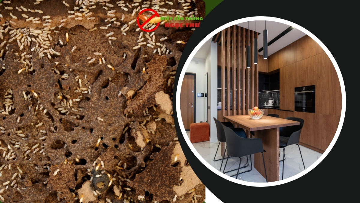 Dịch vụ diệt mối tận gốc giá rẻ tại tphcm 