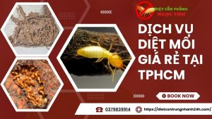 Dịch vụ diệt mối giá rẻ tại tphcm