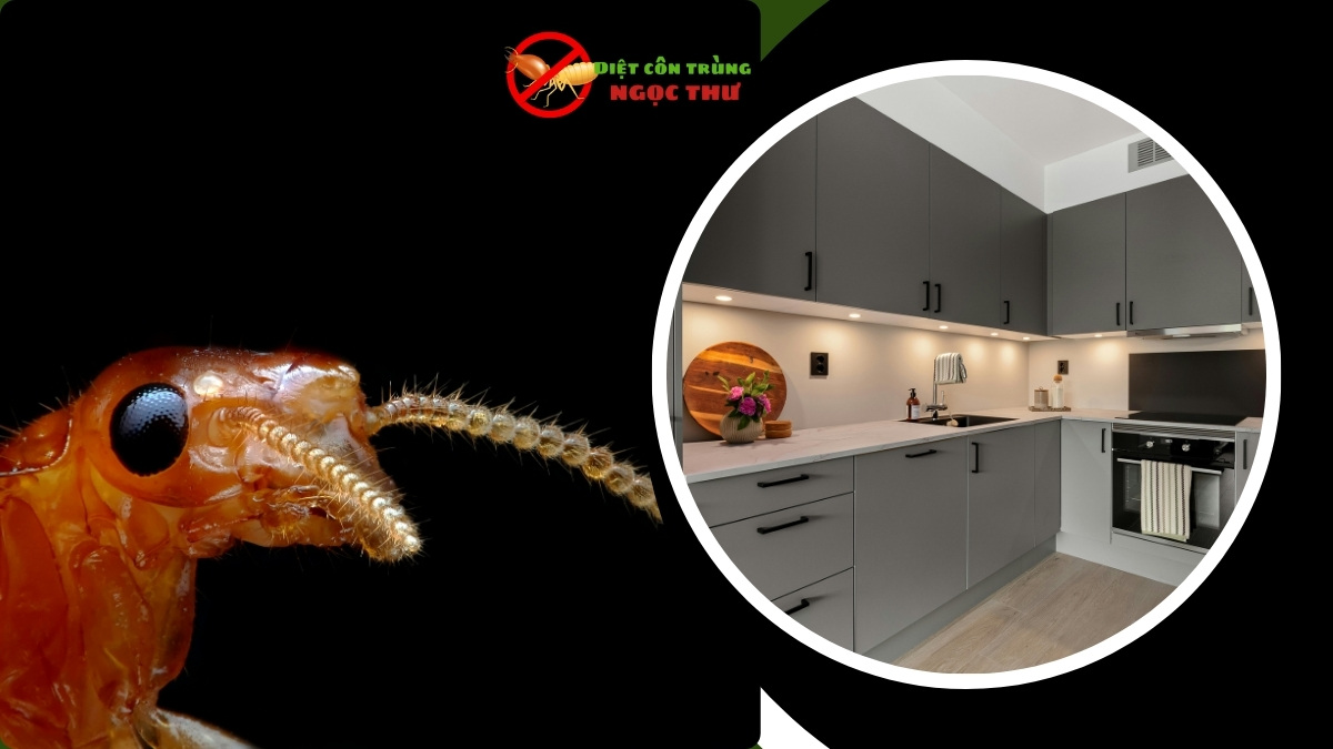 Dịch vụ diệt mối giá rẻ nhất tại tphcm