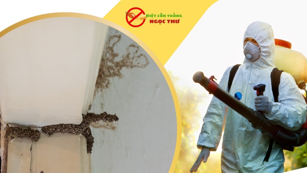 Dịch Vụ Diệt Mối Quận 7 - Tận Gốc, An Toàn (Ngọc Thư) 2 Dịch vụ diệt mối quận 7