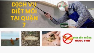 Dịch vụ diệt mối quận 7