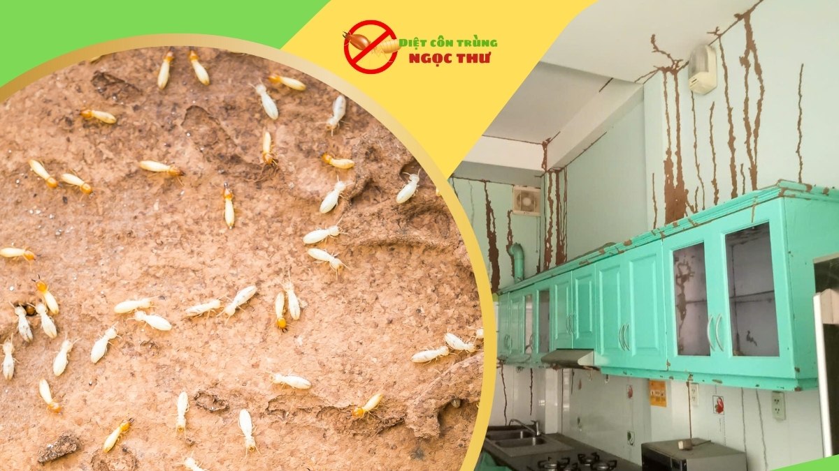 Dịch Vụ Diệt Mối Quận 7 - Tận Gốc, An Toàn (Ngọc Thư) 3 Dịch vụ diệt mối quận 7 an toàn, tận gốc