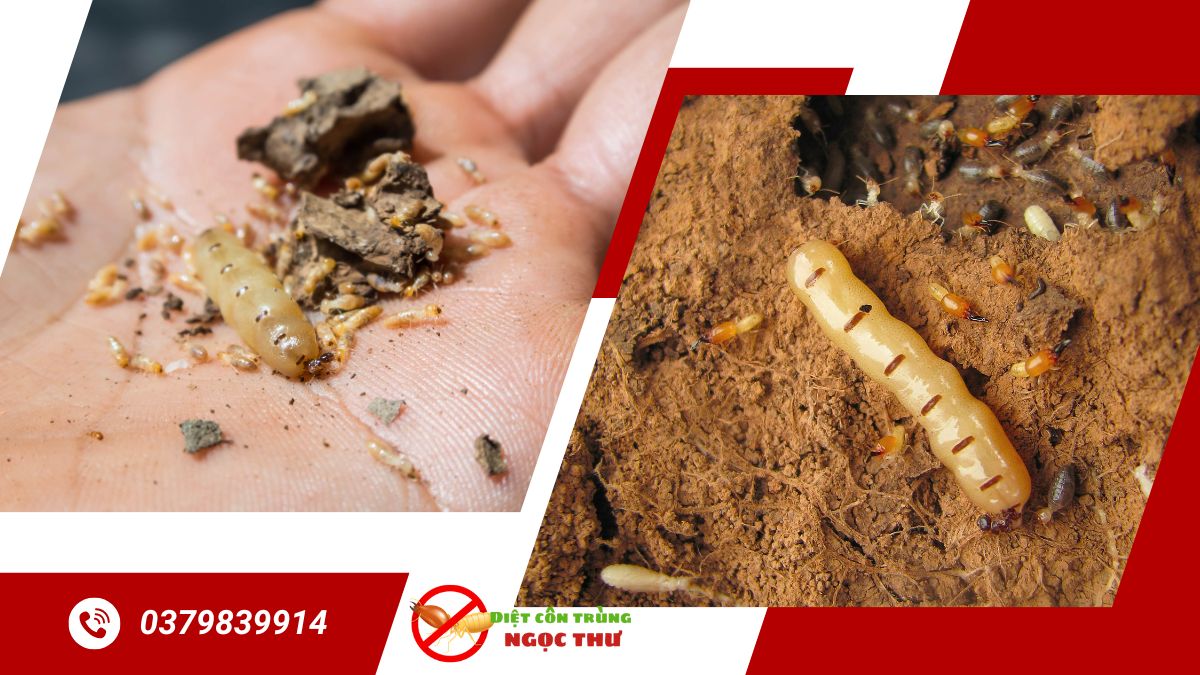 Diệt mối tận gốc tại tphcm