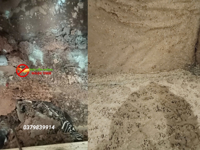 Dịch vụ diệt mối tận gốc tại tphcm, an toàn, giá rẻ