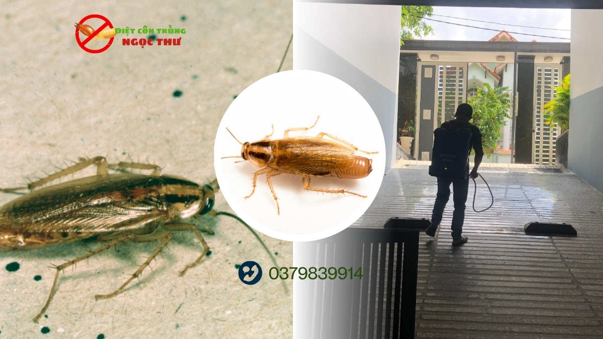 Dịch vụ diệt gián đức