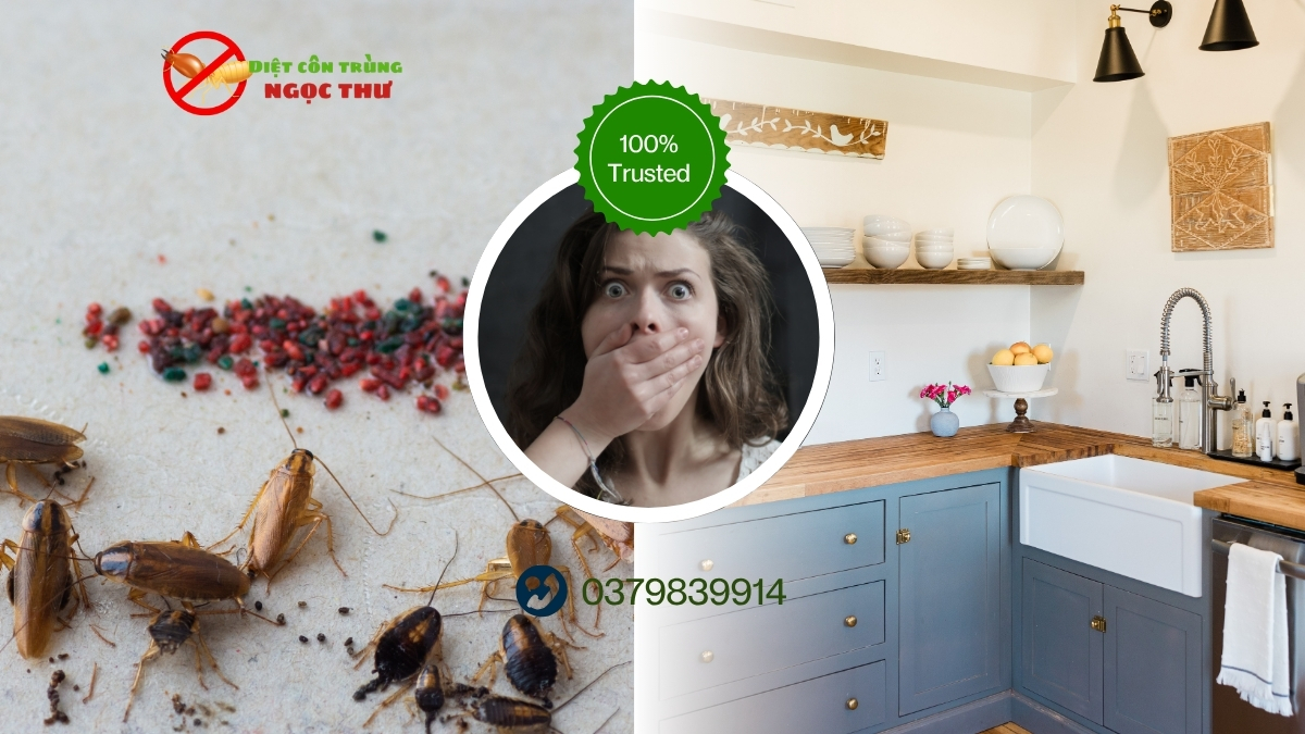 Dịch vụ diệt gián đức tphcm