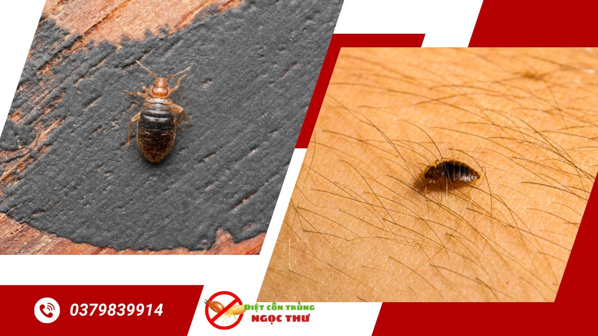 Dịch Vụ Diệt Rệp Giường 【Hiệu Quả & An Toàn Nhất】 1 Dịch vụ diệt rệp giường