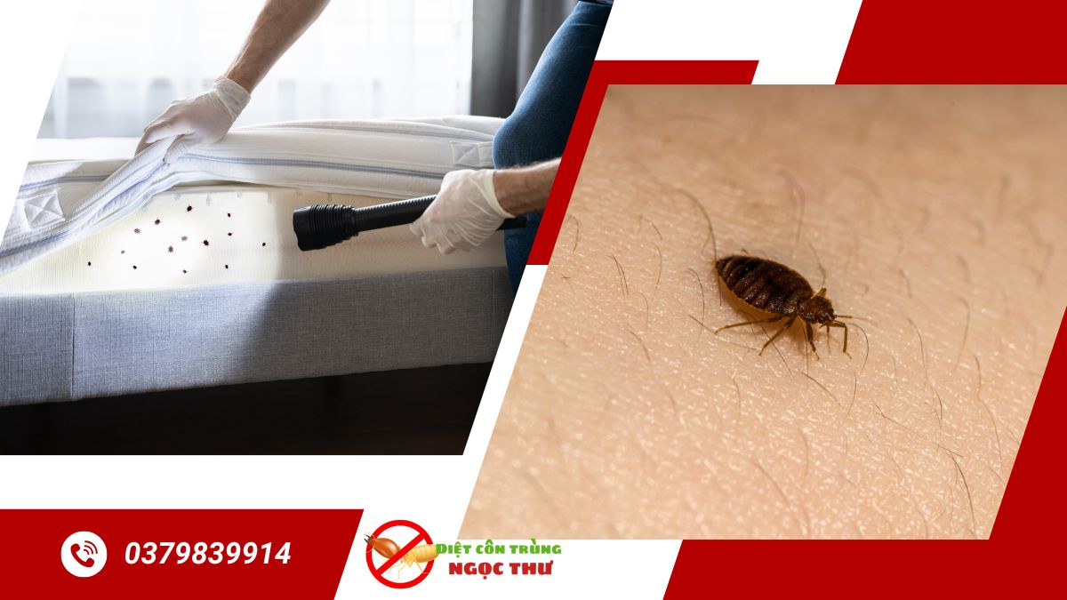 Dịch Vụ Diệt Rệp Giường 【Hiệu Quả & An Toàn Nhất】 2 Dịch vụ diệt rệp giường tận gốc