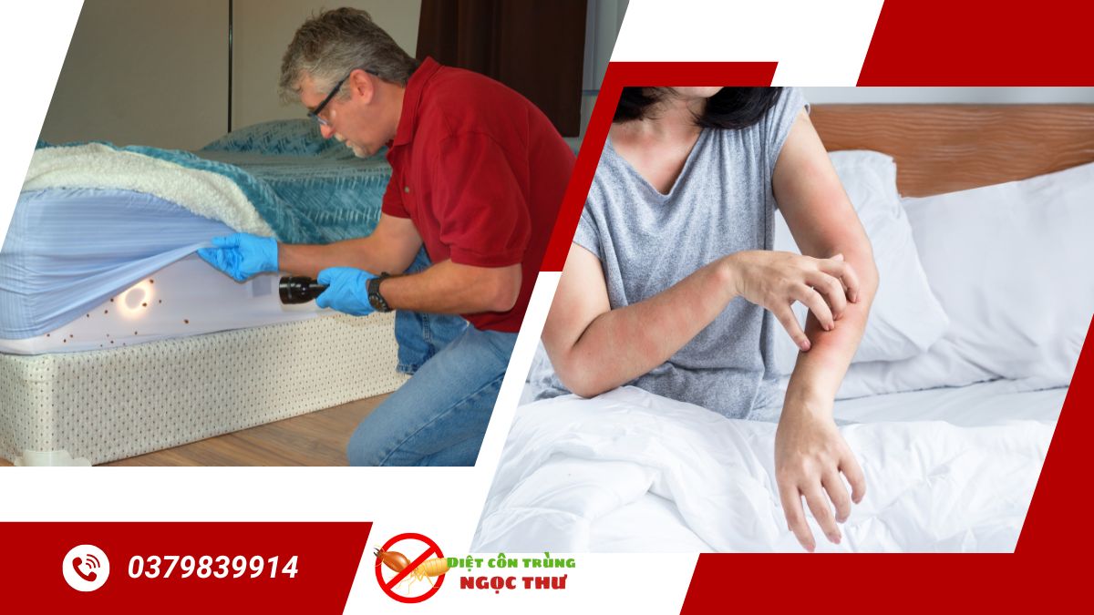 Dịch Vụ Diệt Rệp Giường 【Hiệu Quả & An Toàn Nhất】 3 Dịch vụ diệt rệp giường chuyên nghiệp