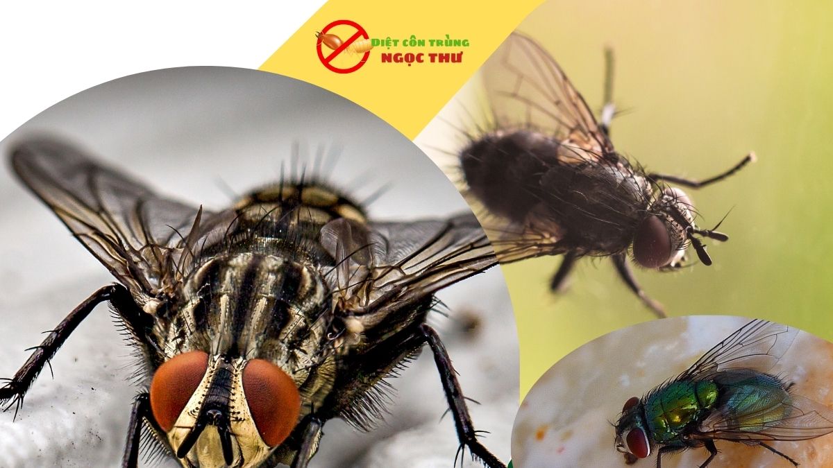 Dịch vụ diệt ruồi thpcm